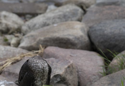 Phalacrocorax carbo juvenile · didysis kormoranas, jauniklis