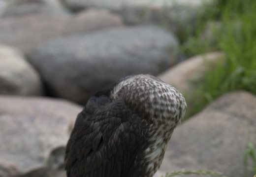 Phalacrocorax carbo juvenile · didysis kormoranas, jauniklis