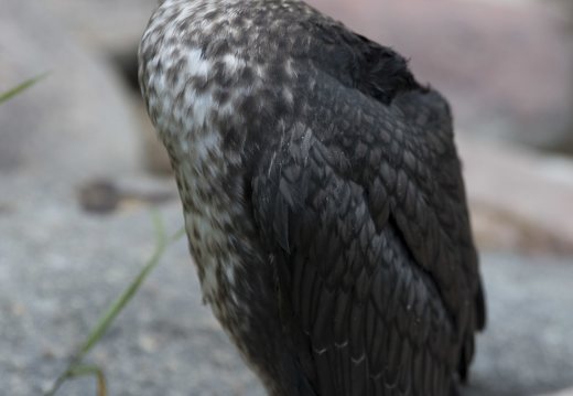Phalacrocorax carbo sinensis, juvenile · didysis kormoranas
