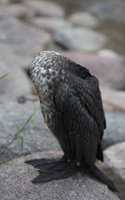 Phalacrocorax carbo sinensis, juvenile · didysis kormoranas