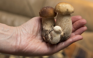 ~ edible mushrooms · valgomi grybai