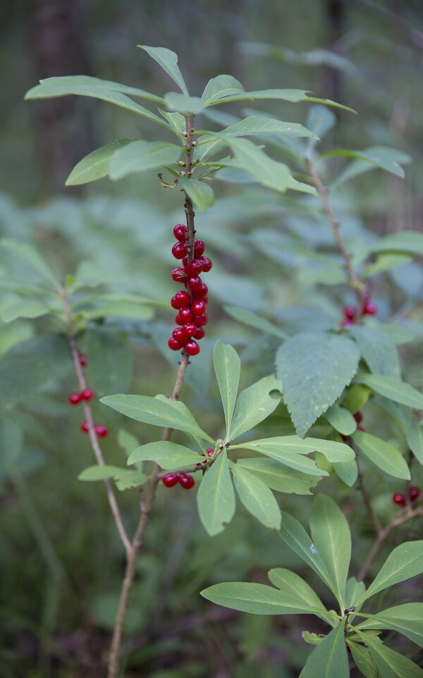 Daphne mezereum berries · paprastasis žalčialunkis, uogos