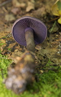 Cortinarius violaceus · violetinis nuosėdis