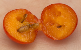 Sorbus aucuparia fruit · paprastasis šermukšnis, vaisius