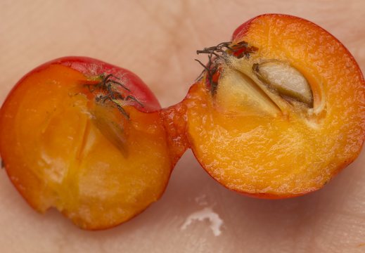 Sorbus aucuparia fruit · paprastasis šermukšnis, vaisius