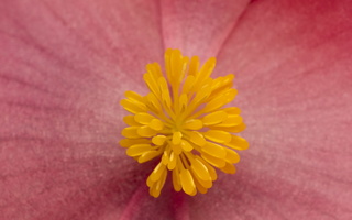 Begoniaceae · begoniniai