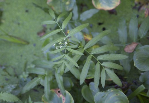 Sium latifolium · plačialapė drėgmenė
