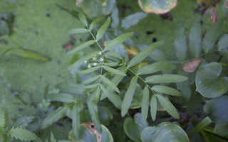 Sium latifolium · plačialapė drėgmenė
