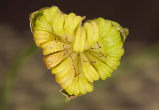 Alisma plantago-aquatica fruits · gyslotinis dumblialaiškis, vaisiai