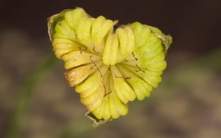 Alisma plantago-aquatica fruits · gyslotinis dumblialaiškis, vaisiai