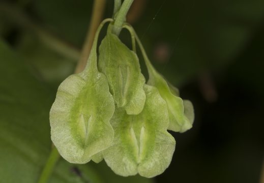Fallopia dumetorum fruits · pakrūminis pelėvirkštis, vaisiai