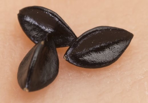 Fallopia dumetorum seeds · pakrūminis pelėvirkštis, sėklos