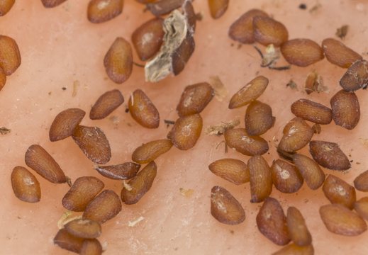 Plantago major seeds · plačialapis gyslotis, sėklos