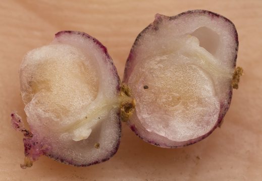 Maianthemum bifolium fruit · dvilapė medutė, vaisius