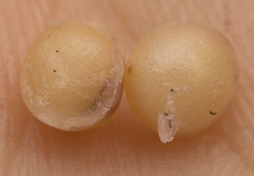 Maianthemum bifolium seeds · dvilapė medutė, sėklos