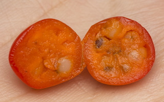 Convallaria majalis fruit · paprastoji pakalnutė, vaisius