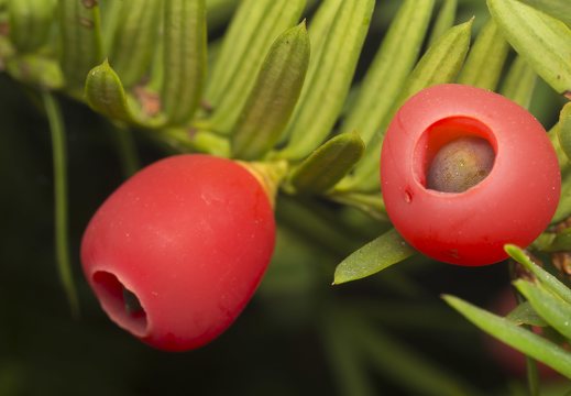 Taxus baccata arils · europinis kukmedis, "uogos"