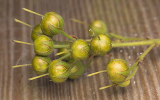 Lysimachia vulgaris fruits · paprastoji šilingė, vaisiai