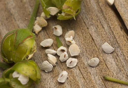 Lysimachia vulgaris seeds · paprastoji šilingė, sėklos