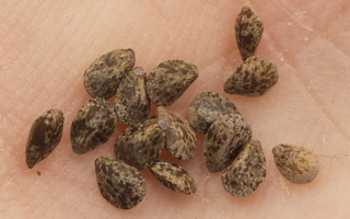 Galeopsis tetrahit seeds · dirvinė aklė, sėklos