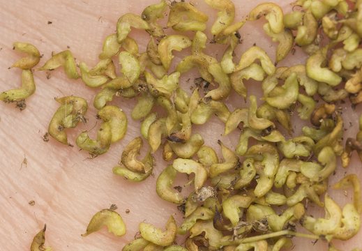 Filipendula ulmaria seeds · pelkinė vingiorykštė, sėklos