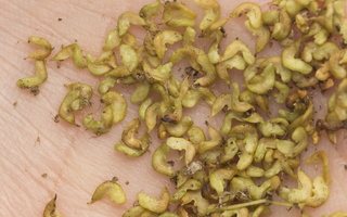 Filipendula ulmaria seeds · pelkinė vingiorykštė, sėklos
