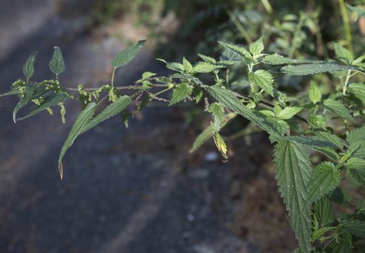 Urtica dioica · didžioji dilgėlė