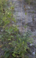 Silene latifolia · baltasis šakinys