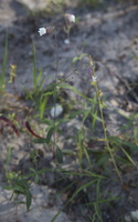 Silene latifolia · baltasis šakinys