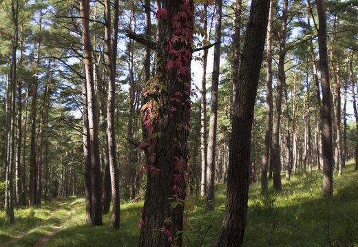 Parthenocissus quinquefolia · penkialapis vynvytis