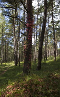 Parthenocissus quinquefolia · penkialapis vynvytis