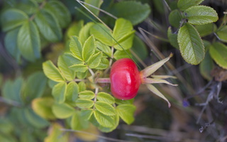 Rosa rugosa fruit · raukšlėtalapis erškėtis, vaisius