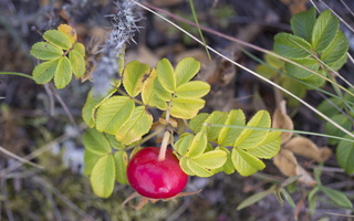 Rosa rugosa fruit · raukšlėtalapis erškėtis, vaisius