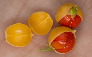 Celastrus orbiculatus fruits · apskritalapis smaugikas, vaisiai