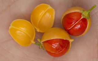 Celastrus orbiculatus fruit · apskritalapis smaugikas, vaisius