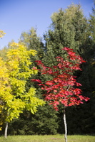 Acer pseudosieboldianum · korėjinis klevas