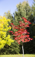 Acer pseudosieboldianum · korėjinis klevas