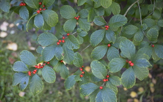 Aquifoliaceae · bugieniniai