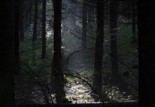 Karmazinų takas · rudens rūkas miške