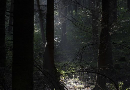 Karmazinų takas · rūkas miške rudenį