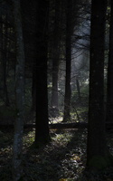 Karmazinų takas · rūkas miške rudenį