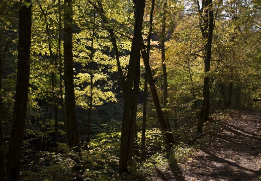 Karmazinų takas · miškas rudenį