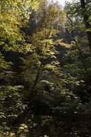 Karmazinų takas · miškas rudenį