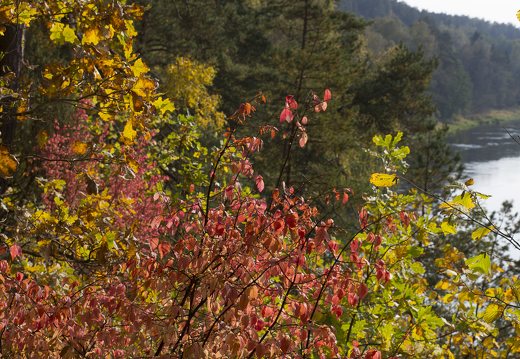 Karmazinų takas · Neries slėnio vaizdas rudenį