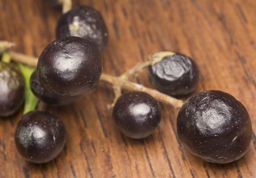Ligustrum vulgare berries · paprastasis ligustras, uogos