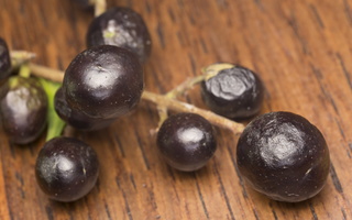 Ligustrum vulgare berries · paprastasis ligustras, uogos