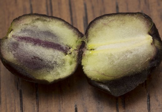 Ligustrum vulgare berry · paprastasis ligustras, uoga
