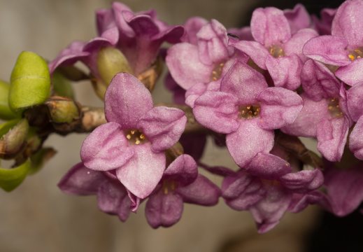 Daphne mezereum flowers · paprastasis žalčialunkis, žiedai