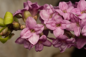 Daphne mezereum flowers · paprastasis žalčialunkis, žiedai