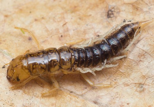 Sialis lutaria larva · paprastasis kabasparnis, lerva